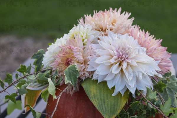 Bouquet of dahlias in a pumpkin, Münsterland, North Rhine-Westphalia, Germany