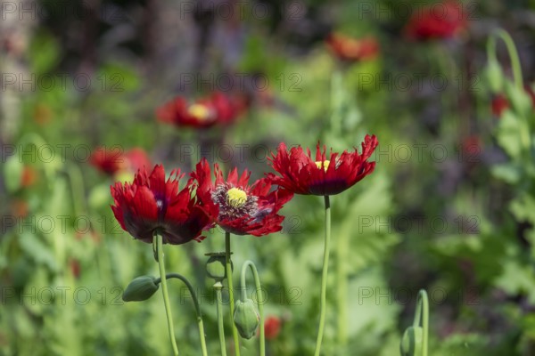 Red poppies (papaver) in a flower bed, the Netherlands