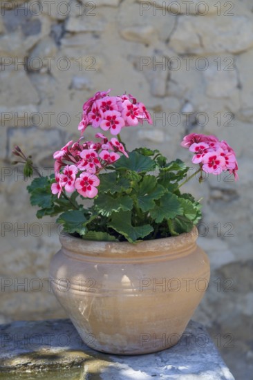 Flower pot with geraniums on the edge of a fountain, Provence, France
