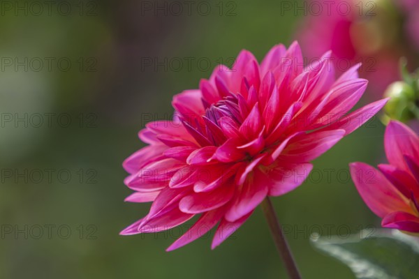 Side view of a pink dahlia with elegant petals, Palatinate, Rhineland-Palatinate, Germany