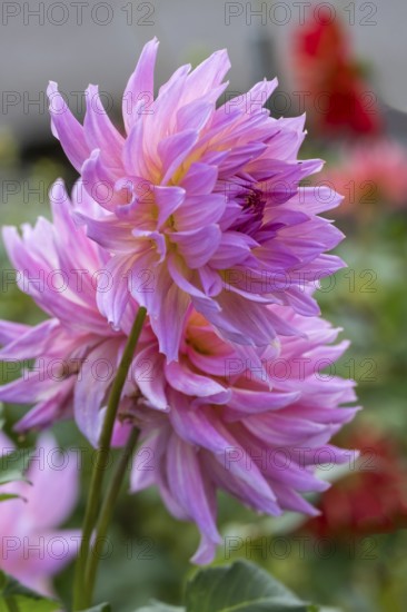 Dahlia (Dahlia), Münsterland, North Rhine-Westphalia, Germany