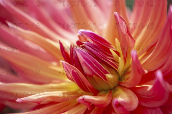 Close-up of a pink dahlia with yellow center and bright leaves, Palatinate, Rhineland-Palatinate, Germany