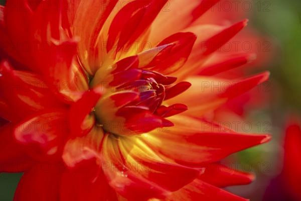 Close-up of a bright red dahlia with yellow center, Palatinate, Rhineland-Palatinate, Germany
