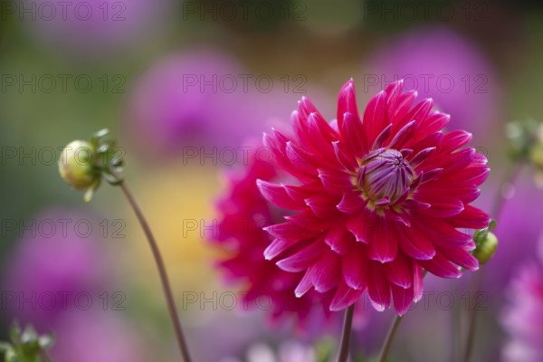 Red dahlia in the foreground with blurred flowers in the background, Palatinate, Rhineland-Palatinate, Germany
