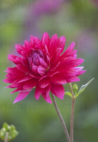 Red dahlia in full bloom against blurred green background, Palatinate, Rhineland-Palatinate, Germany