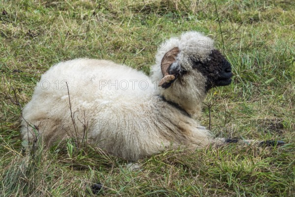 Walliser Schwarznasenschaf, Oberstdorf, Oberallgäu, Allgäu, Bavaria, Germany
