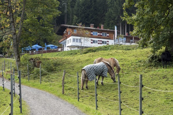 Horses in the pasture, behind Berggasthof Bergkristall, Oberstdorf, Oberallgäu, Allgäu, Bavaria, Germany