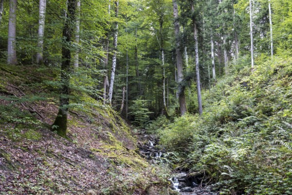 Small stream in the forest, near Freibergsee, Oberstdorf, Oberallgäu, Allgäu, Bavaria, Germany