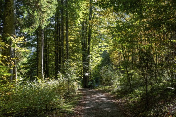 Herbstwald bei Schwand, Stillachtal, Oberstdorf, Oberallgäu, Allgäu, Bavaria, Germany
