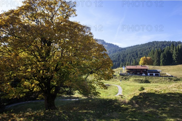 Autumn-colored sycamore tree, in the back Berggasthof Hochleite, near Schwand, Stillachtal, Oberstdorf, Oberallgäu, Allgäu, Bavaria, Germany