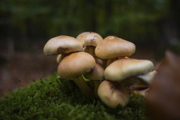 A group of mushrooms stands in the Bad Homburg City Forest, Stadtwald, Bad Homburg, Hesse, Germany in autumn