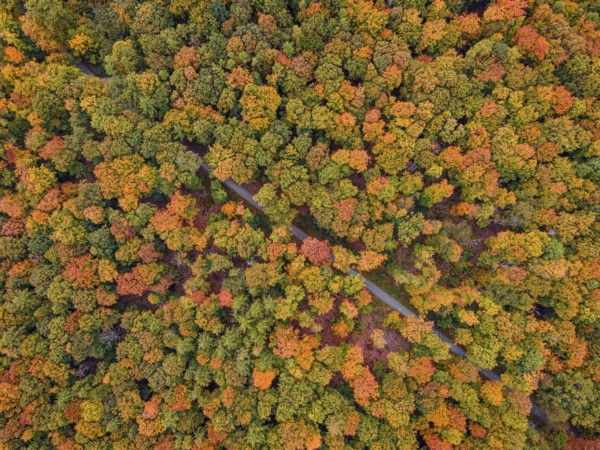 The leaves of the trees in the Bad Homburg city forest turned colorful in autumn. (aerial view with a drone), Stadtwald, Bad Homburg, Hesse, Germany