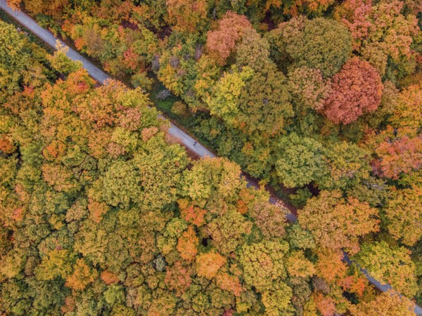 Two joggers run through the autumn-colored Bad Homburg city forest. (aerial view with a drone), Stadtwald, Bad Homburg, Hesse, Germany