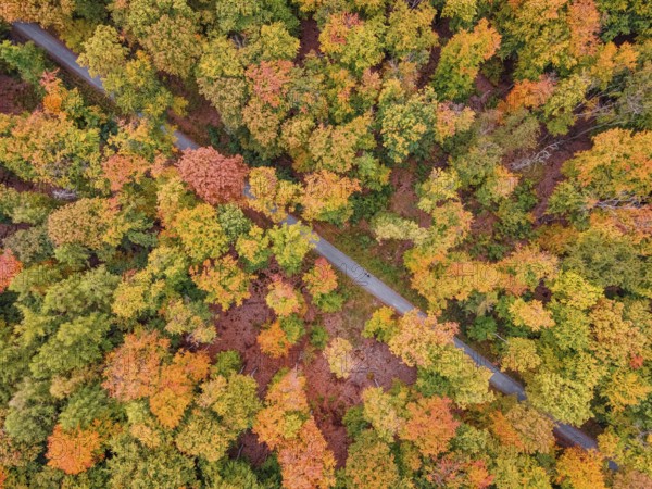 A cyclist rides through the autumn-colored Bad Homburg city forest. (aerial view with a drone), Stadtwald, Bad Homburg, Hesse, Germany