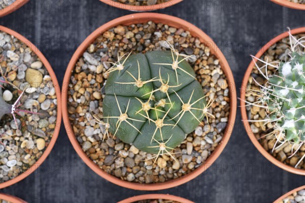 Top view of small 'Ferocactus Emoryi Ionis Rectispinus' cactus in flower pot with stones. Also called 'Fishhook Cactus'
