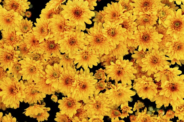 Top view of many yellow chrysanthemums flowers