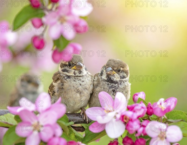 Small funny Sparrow Chicks sit in the garden surrounded by pink Apple blossoms on a Sunny may day, AI generated