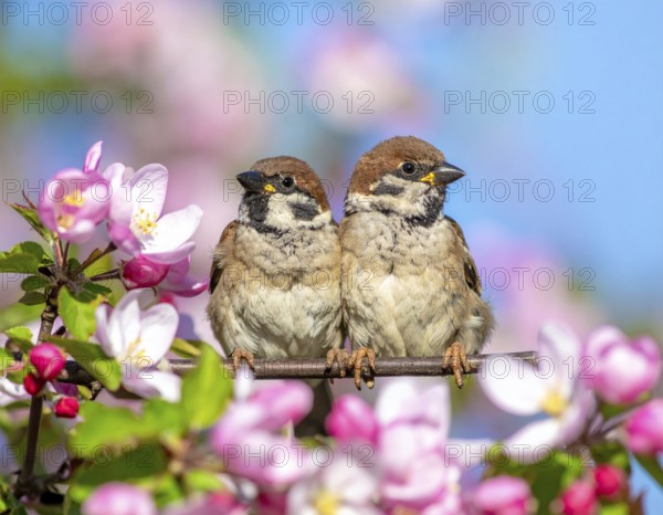 Small funny Sparrow Chicks sit in the garden surrounded by pink Apple blossoms on a Sunny may day, AI generated
