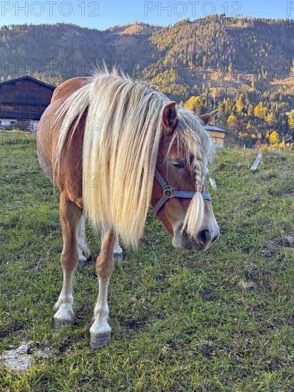 Horse walks across a pasture, green and colorful mountain slopes behind it, autumn, braid, hairstyle, Innichen, Drau, Drau cycle path, South Tyrol, Italy