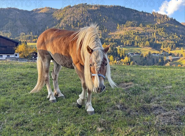Horse walks across a pasture, behind it green and colorful mountain slopes, braid, haircut, Innichen, Drau cycle path, South Tyrol, Italy
