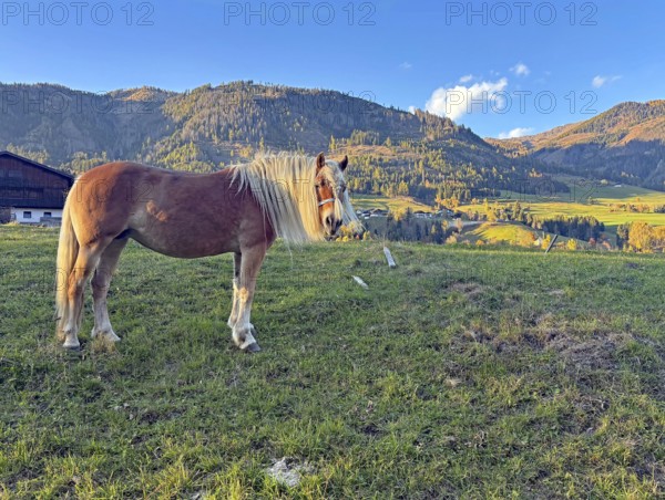 Brown horse standing peacefully on a pasture in front of mountain landscape, braid, haircut, Innichen, Drau cycle path, South Tyrol, Italy