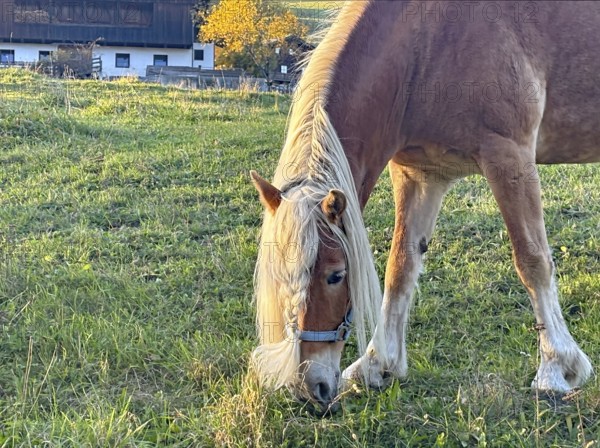 Horse eating grass in a pasture, picturesque farmhouse in the background, braid, hairstyle, Innichen, Drau cycle path, South Tyrol, Italy