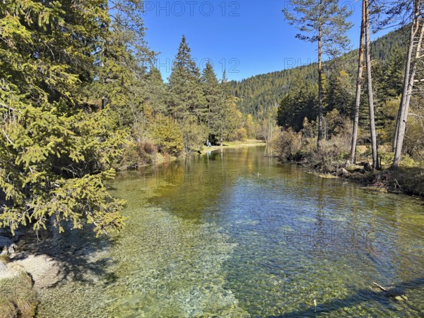 Small river flows through a forest with clear water and surrounded by trees, Lake Toblach, Lake Dobbiaco, South Tyrol, Italy
