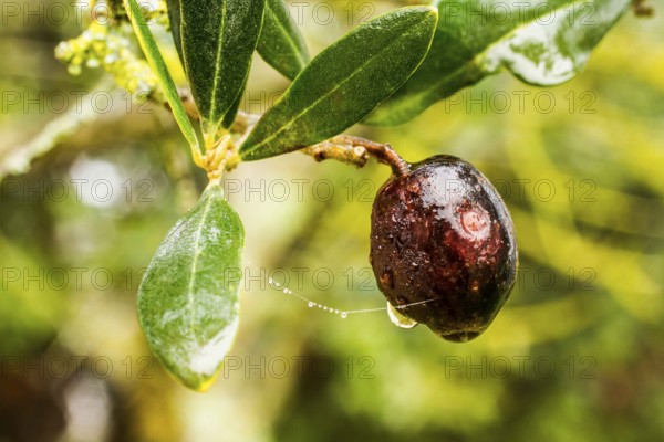 Ripe olive attached to the tree. Florence, Province of Florence, Italy. 18.12.2012