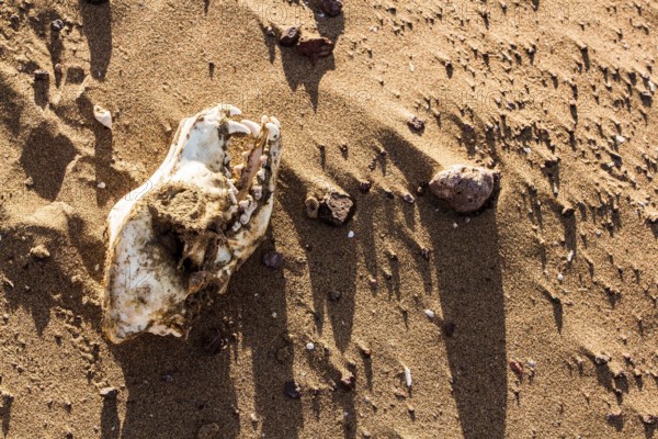 Skull of a dog on the sand at Atacama Desert. Iquique, Tarapaca Region, Chile. 19.11.15