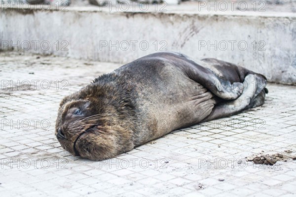 South American fur seal (Arctocephalus australis). Iquique, Tarapaca Region, Chile. 20.11.15