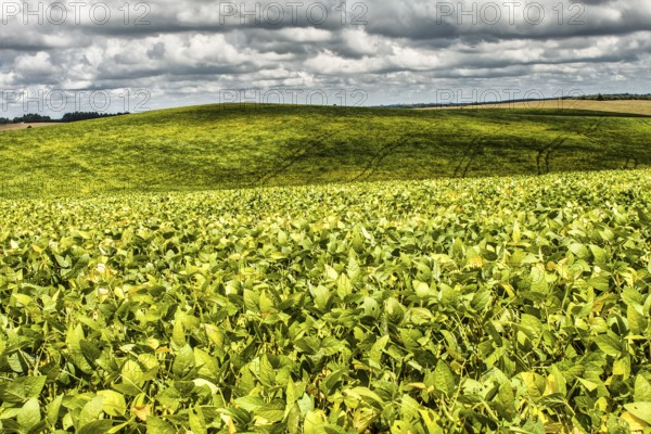 Plantação de soja no Assentamento da Fronteira. Dionísio Cerqueira, Santa Catarina, Brasil. / Soybean plantation. Dionísio Cerqueira, Santa Catarina, Brazil