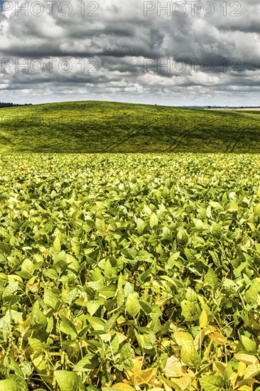 Plantação de soja no Assentamento da Fronteira. Dionísio Cerqueira, Santa Catarina, Brasil. / Soybean plantation. Dionísio Cerqueira, Santa Catarina, Brazil