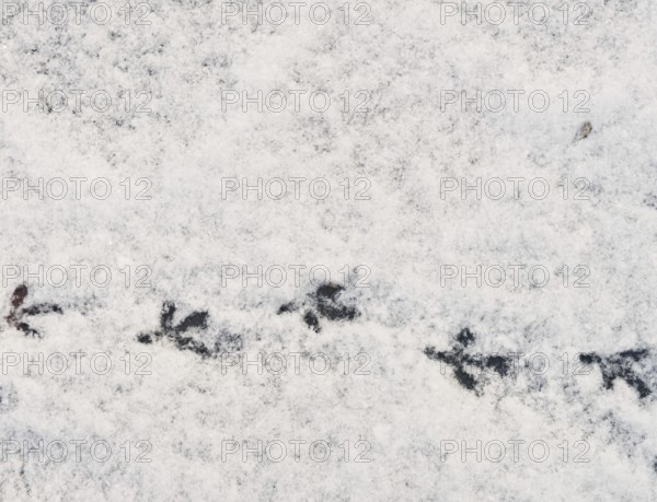 Bird traces on fresh snow
