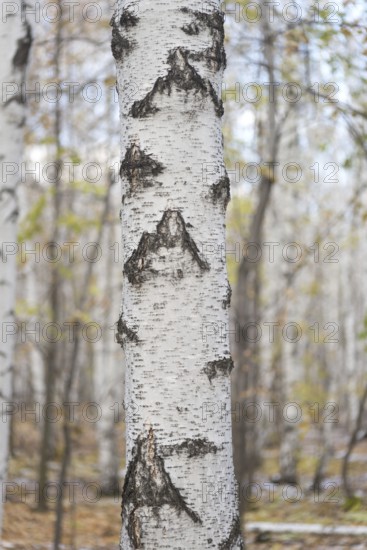 Birch tree against autumn forest