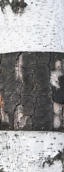 Birch bark background