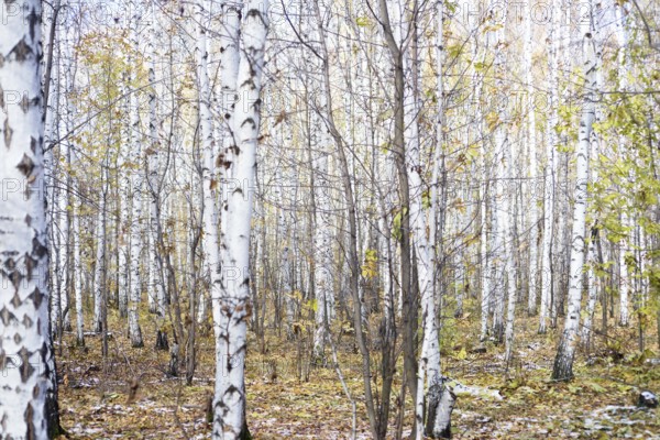 Winter birch forest