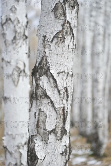 Winter birch forest