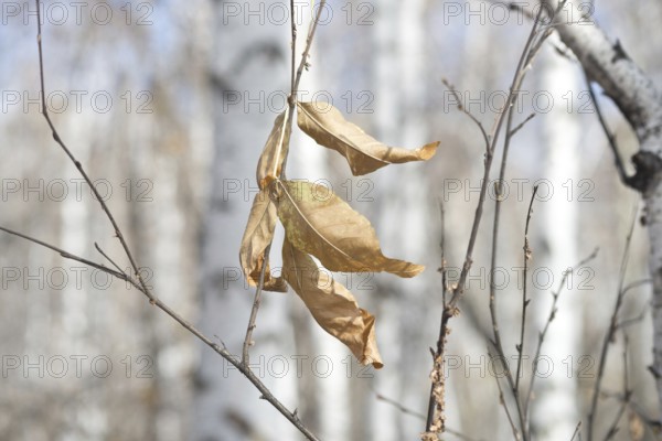 Dry leaf in a forest