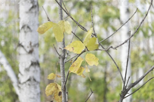 Dry leaves in a forest