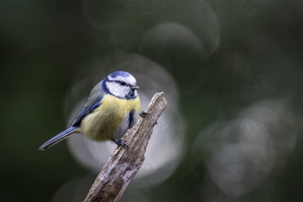 Blue tit (Parus caerulea), Emsland, Lower Saxony, Germany