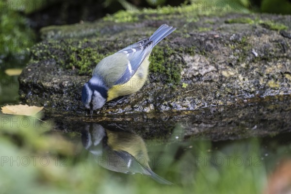 Blue tit (Parus caerulea), drinking, Emsland, Lower Saxony, Germany