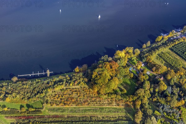Aerial view, Segel Club Lake Baldeney e. V., autumnal trees on the shores of Lake Baldeney with sailboats, Hardenberg shore, fishing lakes, Essen, Ruhr region, North Rhine-Westphalia, Germany, colorful trees, trees in autumn colors, DE, Essen-Süd, Europe, autumn colors, autumn colors, autumn forest colors, aerial photography, aerial photography, overview, bird's eye view, forest in autumn colors, pear ds-eyes view, colorful autumn leaves, autumnal forest, overview