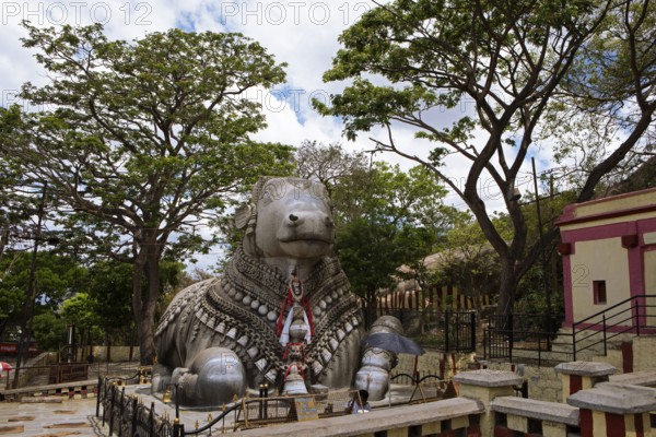 Nandi bull, monolithic statue of a bull on Chamundi Hill, Mysore or Mysore, Karnataka, India