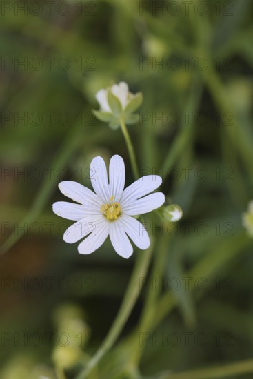 Large starweed (Stella holostea), blooming in the forest, close-up, spring, Wilnsdorf, North Rhine-Westphalia, Germany