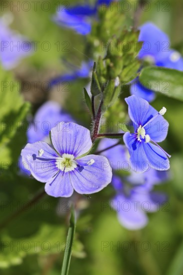 Gamander Speedwell (Veronica chamaedrys), loyal to men, blossoms in a deciduous forest, blue blossom, spring, Wilnsdorf, North Rhine-Westphalia, Germany