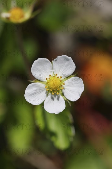 Forest strawberry (Fragaria vesca), in bloom, wild strawberry blossom, close-up, Wilnsdorf, North Rhine-Westphalia, Germany