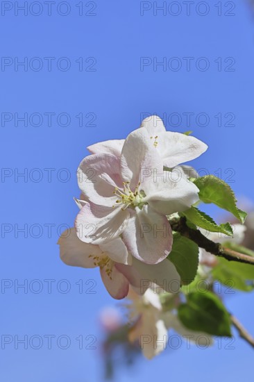 Apple blossoms (Malus), white open flower with blue sky in the background, close-up, Wilnsdorf, North Rhine-Westphalia, Germany
