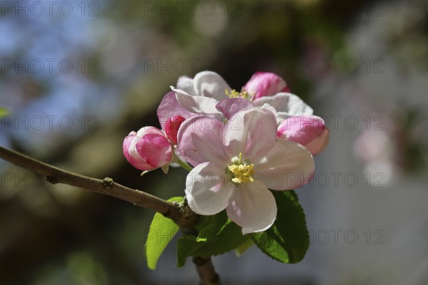 Apple blossoms (Malus), red flowers that are still closed and white open flowers with bokeh in the background, close-up, Wilnsdorf, North Rhine-Westphalia, Germany