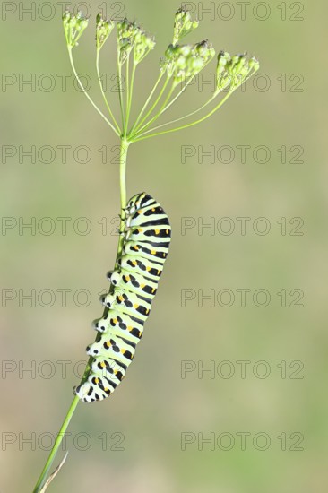 Swallowtail caterpillar (Papilio machaon), caterpillar sitting on wild carrot (Daucus carota), Trupbacher Heide nature reserve with heaths and lean grasslands, former military training ground, Siegerland, North Rhine-Westphalia, Germany