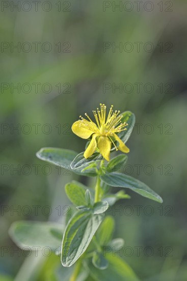 St. John's wort (Hypericum perforatum), spotted St. John's wort or common St. John's wort (Hypericum perforatum), medicinal plant, blooming, Wilnsdorf, North Rhine-Westphalia, Germany